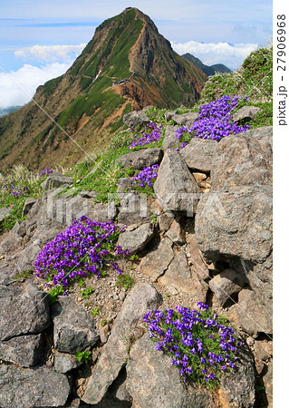 八ヶ岳連峰 横岳の高山植物と赤岳の眺めの写真素材