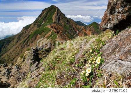 八ヶ岳連峰・赤岳と高山植物 八ヶ岳連峰・赤岳と高山植物 27907105