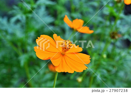 黄花コスモス 黄花コスモス 27907238