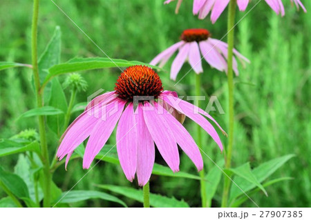 エキナセア 27907385