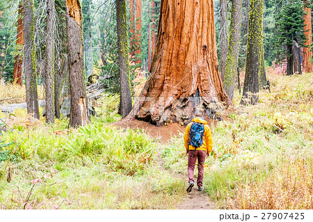 Tourist with backpack hiking in Sequoia National Park 27907425