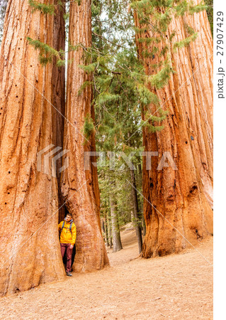 Tourist with backpack hiking in Sequoia National Park 27907429