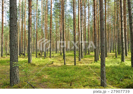 Light pine forest with blueberry bushes and moss 27907739