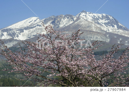春暖の妙高山と桜 27907984