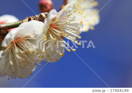 白い梅の花、アップ 27908199