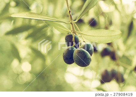 Olive tree with fruits 27908419