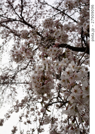 宮城・大衡城跡公園 宮城・大衡城跡公園 27909096