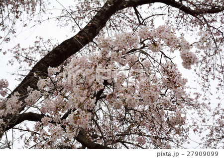 宮城・大衡城跡公園 27909099