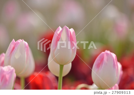ウインターチューリップ 27909313