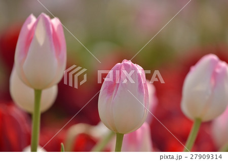 ウインターチューリップ 27909314