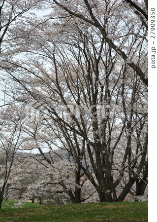 宮城・みちのく杜の湖畔公園 宮城・みちのく杜の湖畔公園 27909350