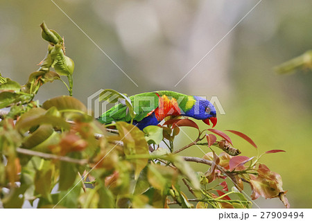 ゴシゴシキゼイガイインコ Rainbow Loriキゼイガイインコ Rainbow Lorikeet ゴシゴシキゼイガイインコ Rainbow Loriキゼイガイインコ Rainbow Lorikeet 27909494