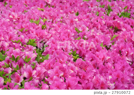 水戸・千波湖 水戸・千波湖 27910072