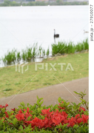 水戸・千波湖 水戸・千波湖 27910077