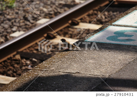 鹿児島中央駅在来線 27910431