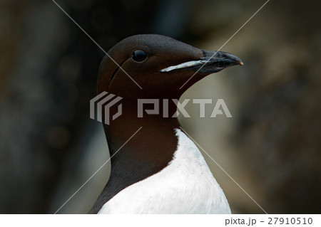 Brunnich's Guillemot, Uria lomvia, detail portrait Brunnich's Guillemot, Uria lomvia, detail portrait 27910510