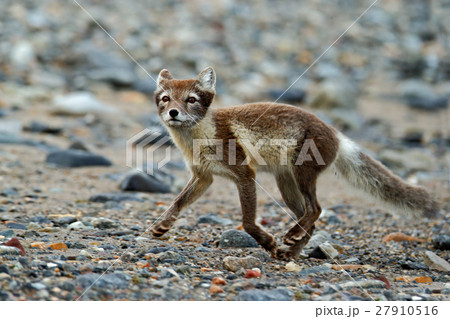 Arctic Fox, Vulpes lagopus, running animal 27910516