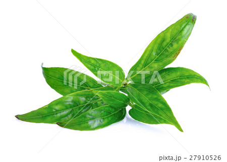 Andrographis paniculata plant on white background 27910526