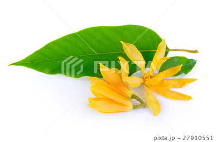 Champaka on white background 27910551