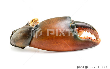 crab claw isolated on white background 27910553