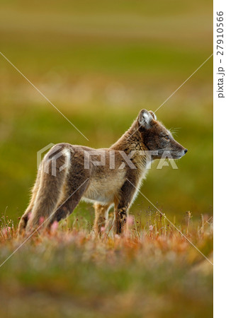 Arctic Fox, Vulpes lagopus, two young, in nature Arctic Fox, Vulpes lagopus, two young, in nature 27910566