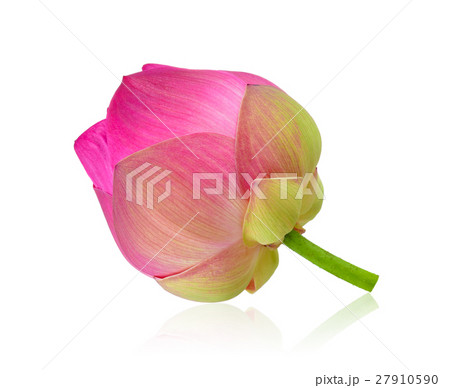 pink lotus on white background 27910590
