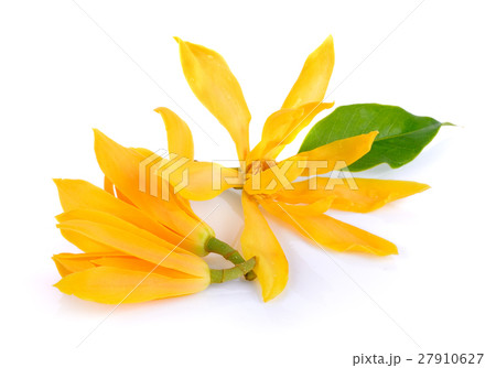 Champaka Champaka 27910627