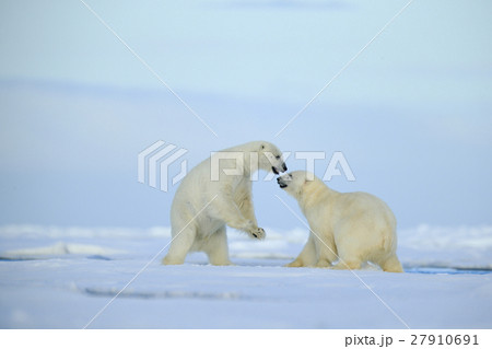 Couple polar bears fighting on drift ice with snow Couple polar bears fighting on drift ice with snow 27910691