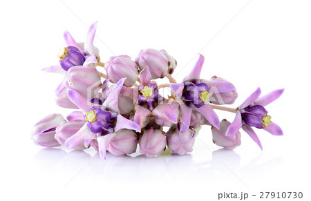 Crown flower on white background 27910730