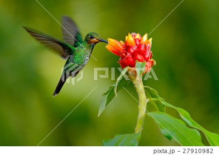 hummingbird Green-crowned Brilliant, Heliodoxaの写真素材 [27910982