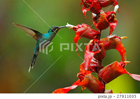 Green Hermit, Phaethornis guy, rare hummingbird Green Hermit, Phaethornis guy, rare hummingbird 27911035