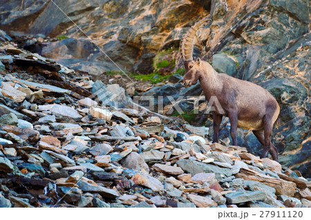 Antler Alpine Ibex, Capra ibex, nature habitat 27911120