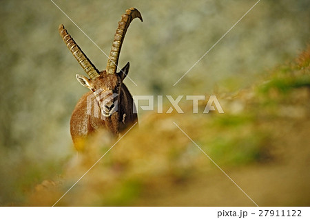 Antler Alpine Ibex, Capra ibex, Hidden portrait 27911122