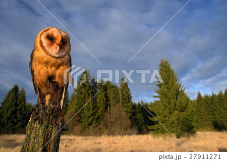 Barn owl sitting on the tree stump in forest Barn owl sitting on the tree stump in forest 27911271
