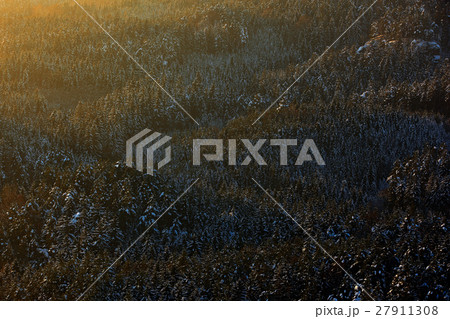 Evening sun in winter landscape, spruce forest Evening sun in winter landscape, spruce forest 27911308