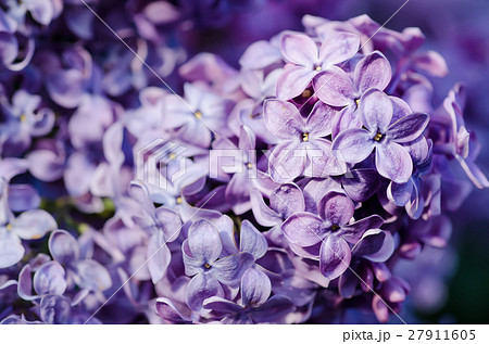 Lilac flowers macro Lilac flowers macro 27911605