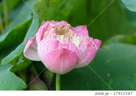 Beautiful purple blooming lotus in the pond Beautiful purple blooming lotus in the pond 27912587