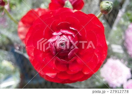 ラナンキュラス 27912778