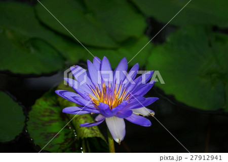 1月熱帯植物　熱帯スイレン・スイレン科136神代植物公園 27912941
