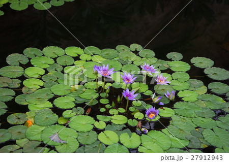 1月熱帯植物　熱帯スイレン・スイレン科137神代植物公園 27912943
