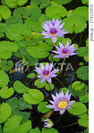 1月熱帯植物　熱帯スイレン・スイレン科141神代植物公園 27912950