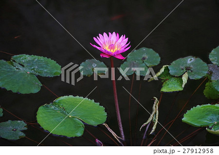 1月熱帯植物 熱帯スイレン・スイレン科145神代植物公園 1月熱帯植物 熱帯スイレン・スイレン科145神代植物公園 27912958