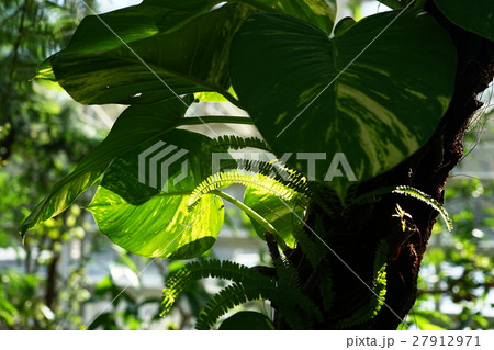 1月観葉植物 ポトス サトイモ科05エピプレムナムの写真素材