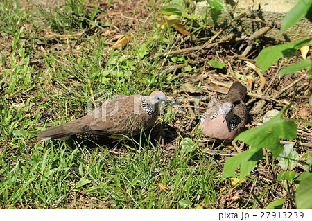 カノコバト（マレーシア）　Spotted Dove in Malaysia 27913239