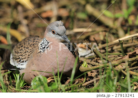 カノコバト（マレーシア）　Spotted Dove in Malaysia 27913241