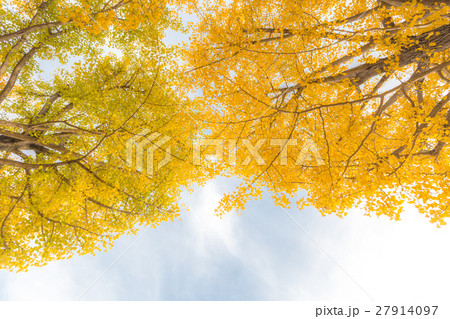 Ginkgo trees Autumn Ginkgo trees Autumn 27914097