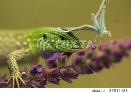 Sand lizard hunting silver-studded blue 27915428