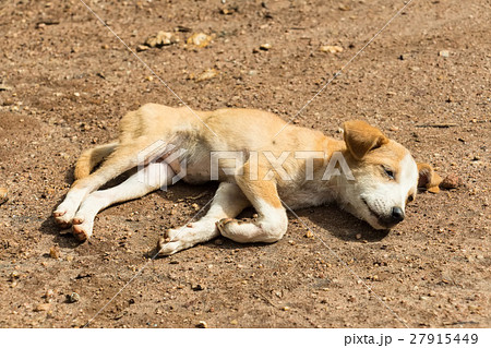 Stray dog puppy 27915449