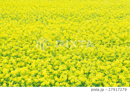 富山_一面の菜の花畑 27917279