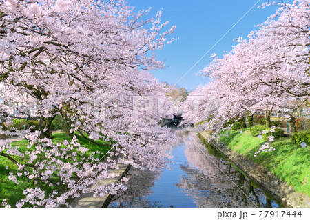 富山 松川べり桜景の写真素材